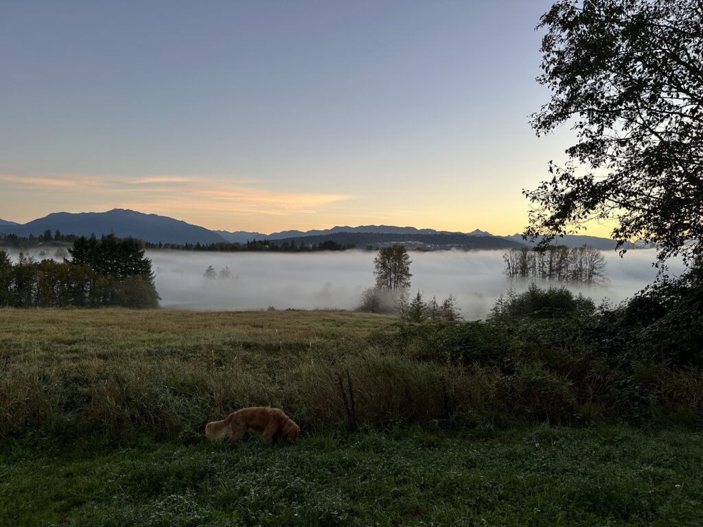 The same good boy golden retriever eating some grass near the top of the park, overlooking the fog layer below. The mountain and sky are now clearly visible 