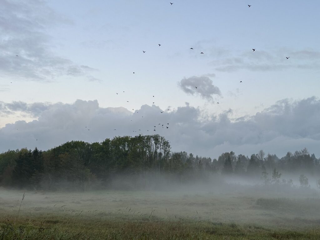 The grove of tall trees in the middle of Deer Lake Park’s wetlands. There’s a whole bunch of crows making a huge racket sometime there. You can see a few of them fly away every few minutes.