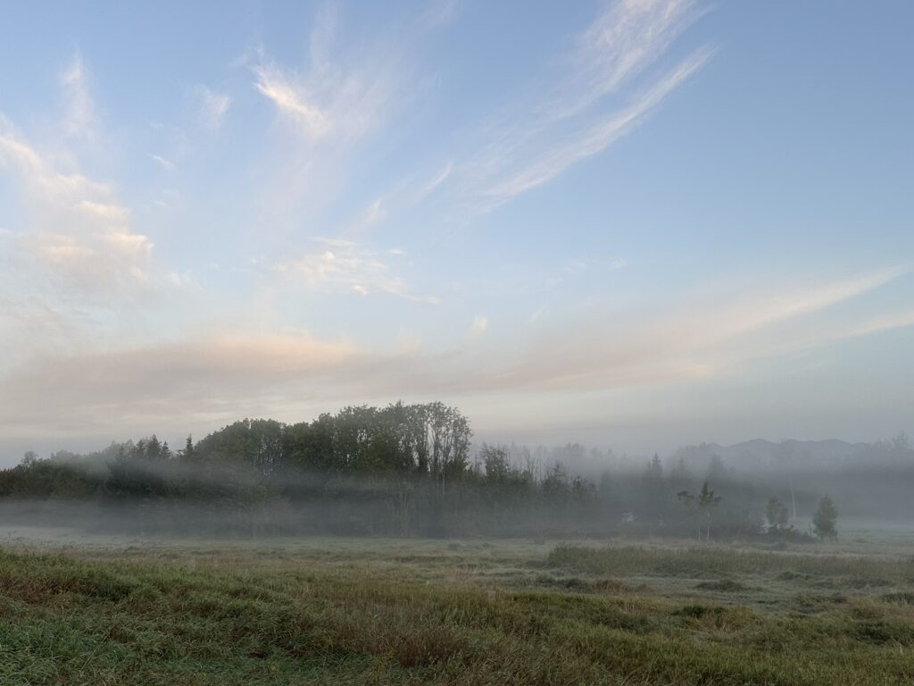 The grove of tall trees in the middle of Deer Lake Park’s wetlands, another day when there are no crows.