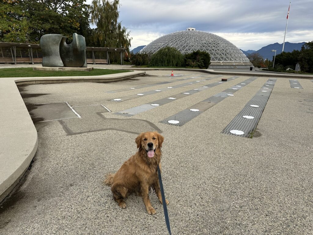 A good boy golden retriever sitting in front of the dome at Queen Elizabeth Park.