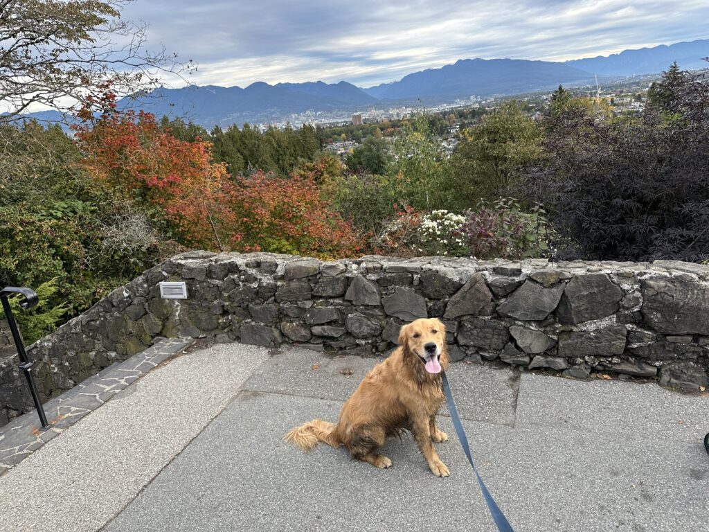 A good boy golden retriever sitting on the plaza overlooking Vancouver at Queen Elizabeth Park.