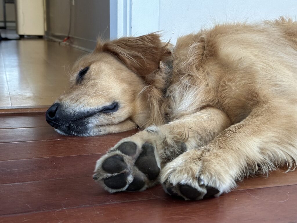 A good boy golden retriever lying on its side on hardwood floor, its paw pads towards the camera 