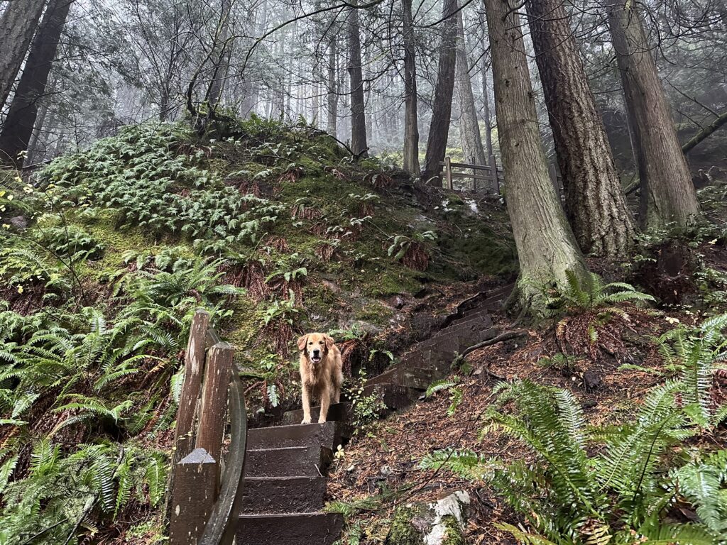 A good boy golden retriever climbing a whole bunch of wooden stairs in Soames Hill Park near Gibsons, BC