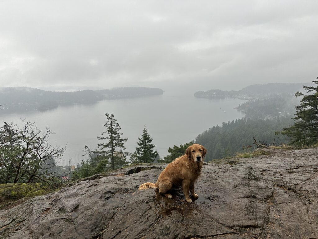 A good boy golden retriever at the top of Soames Hill near Gibsons, BC.