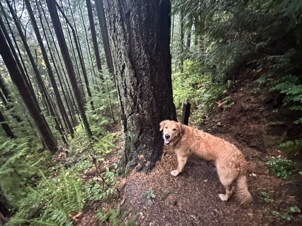 A good boy golden retriever climbing to the top of Soames Hill near Gibsons, BC