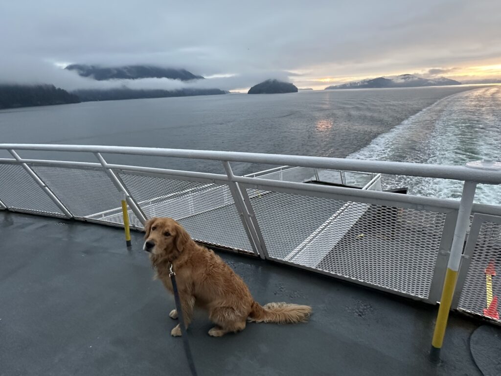 A good boy golden retriever sitting in the back of a ferry bound to Landsdale, BC