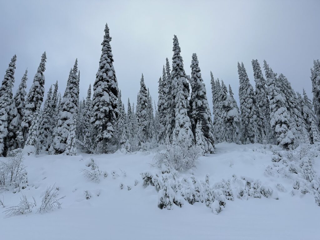 Some snow covered trees in Sun Peaks, BC