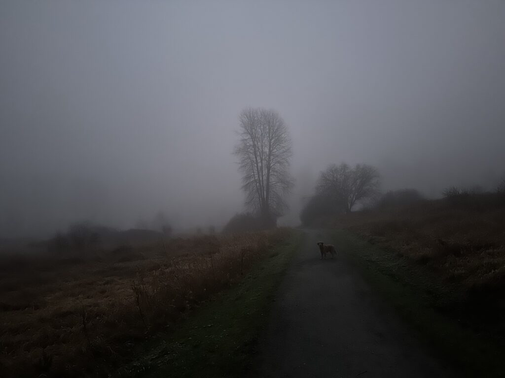 A good boy golden retriever in the dark fog of Deer Lake Park, BC.