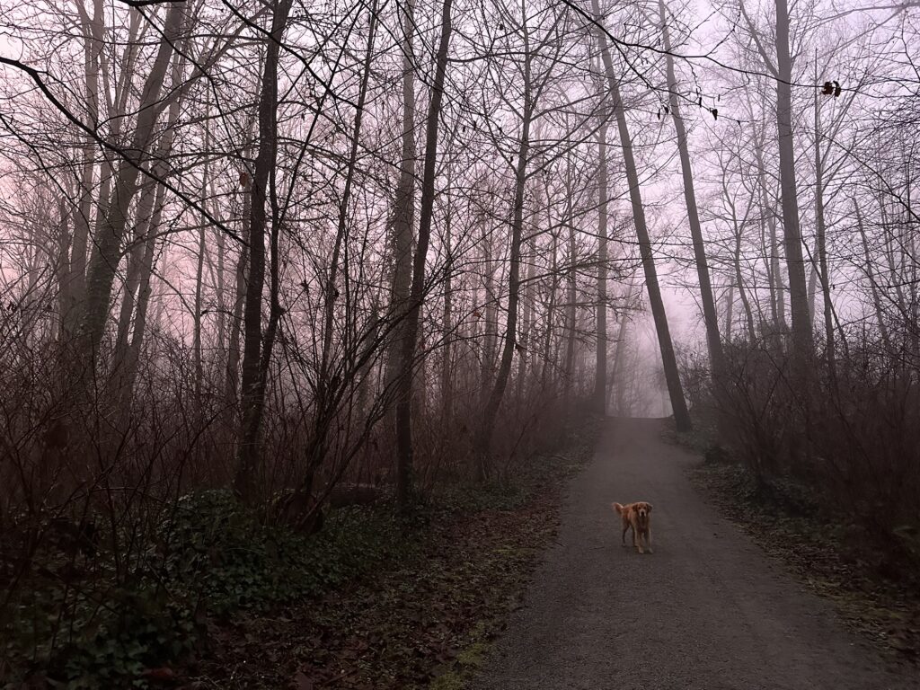 The same good boy golden retriever as the morning light comes in, giving the fog a slightly orange tint.