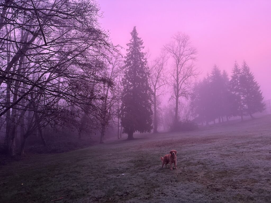 The good boy golden retriever is now standing in Kisbey Park, BC, and the fog is completely red/pink. This only lasted for a minute.