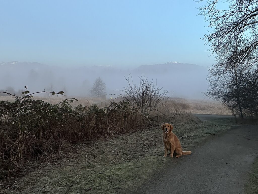 The good fluffy boy is now sitting by a trail in Deer Lake Park, BC. The north shore mountains are barely visible behind the morning fog.