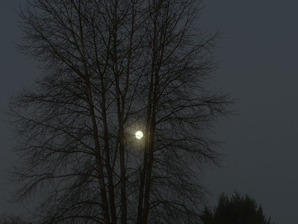 The full moon shining through some trees in Deer Lake Park, BC