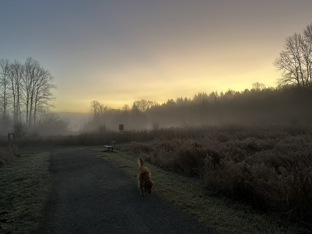 The good fluffy boy is sniffing the ground along a trail in Deer Lake Park, BC. Behind him the sun is rising behind the forest.