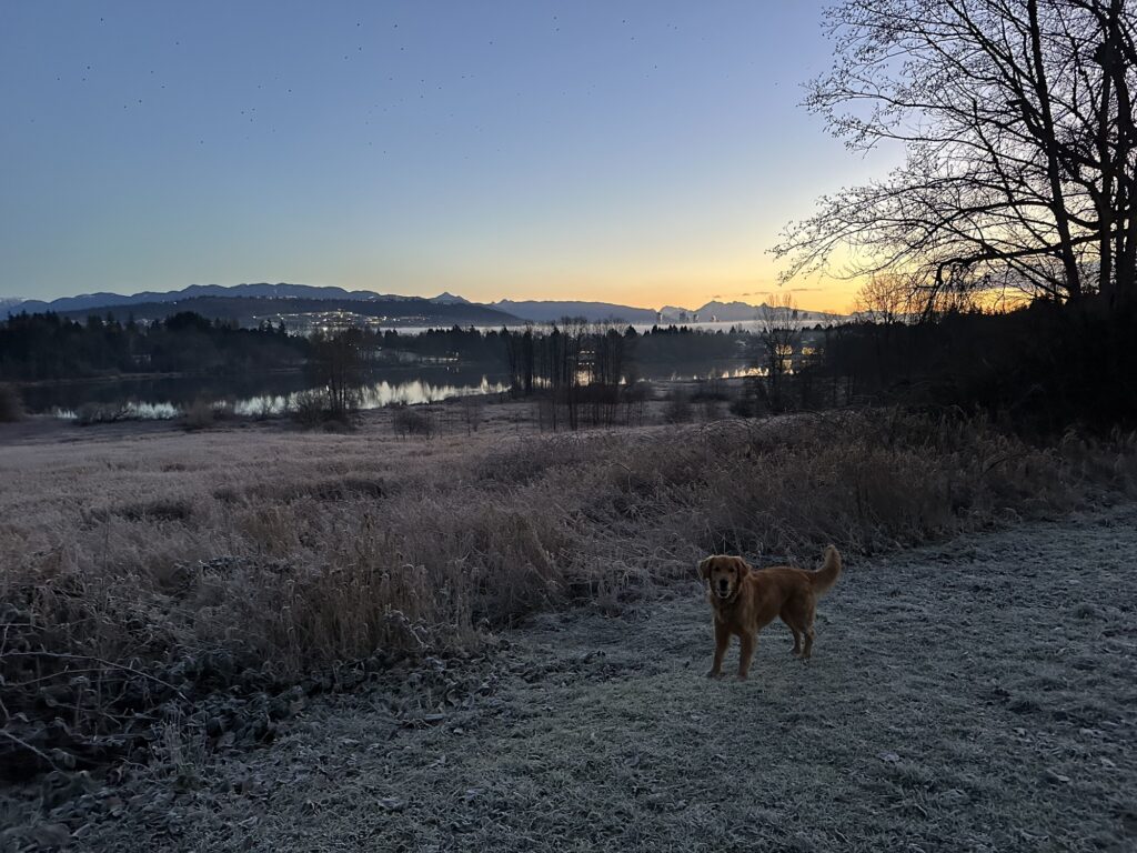  A good boy golden retriever standing on the grass, with the Deer Lake in view in the background 