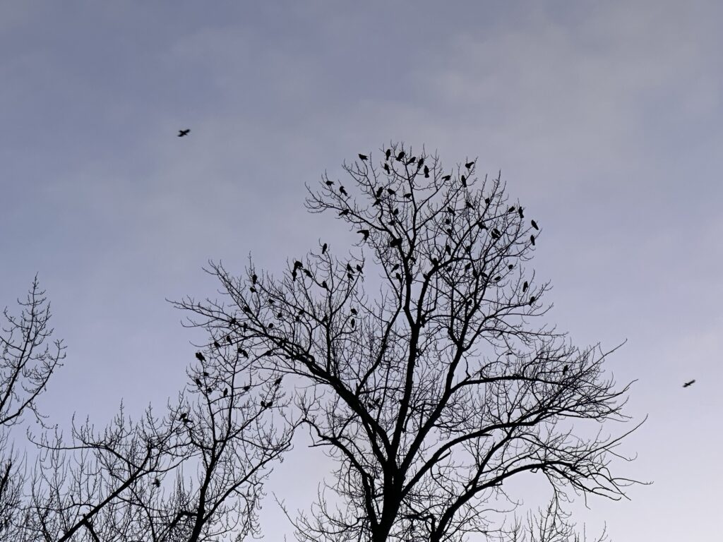 A tree full of crows