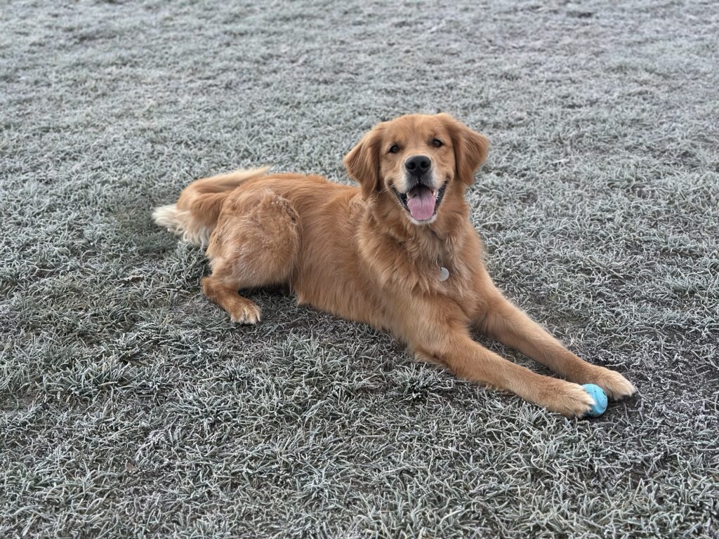 A good fluffy boy with one of his favourite balls, lying down on frosted grass.