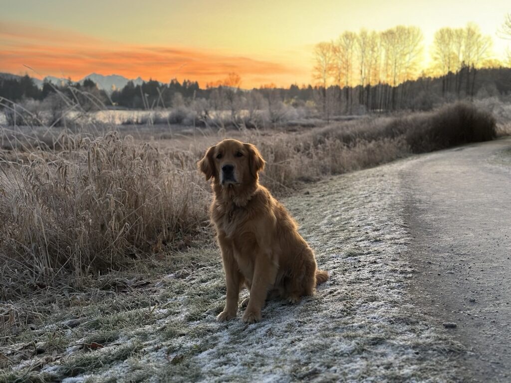 A good boy golden retriever sitting by a trail in Deer Lake Park, BC, while the sun rises behind him