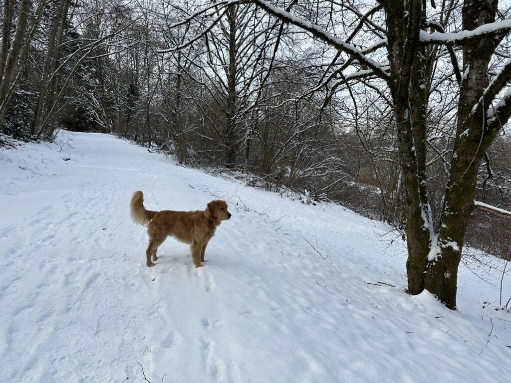 A good boy golden retriever standing on a snowy trail, look down at people passing by, in Deer Lake Park, BC