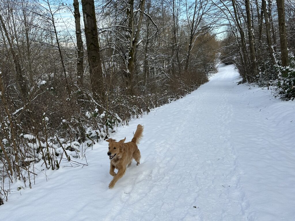 A silly fluffy good boy running in along a snowy path in Deer Lake Park, BC.