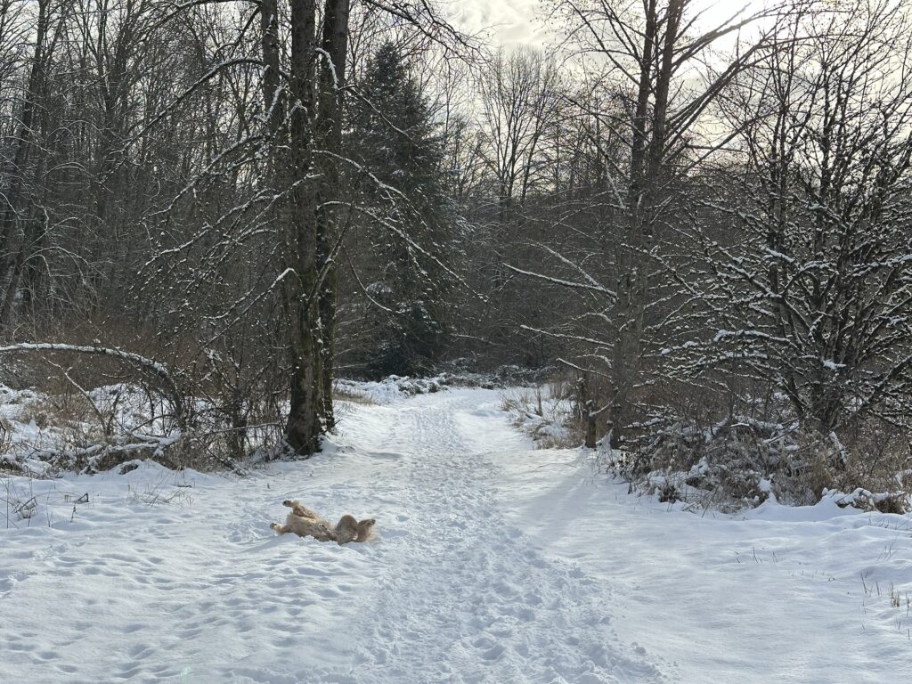 A silly good fluffy boy rolling around in the snow to put his scent on his favourite wooden stick of the day.