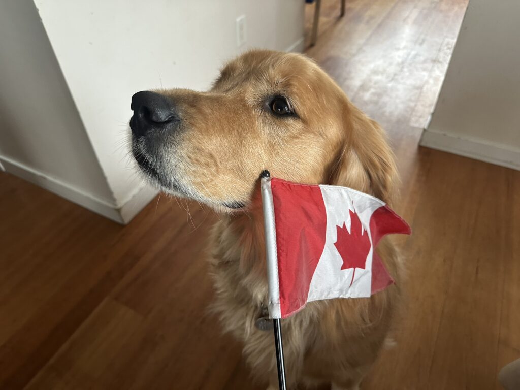 A good boy golden retriever with a little Canadian flag