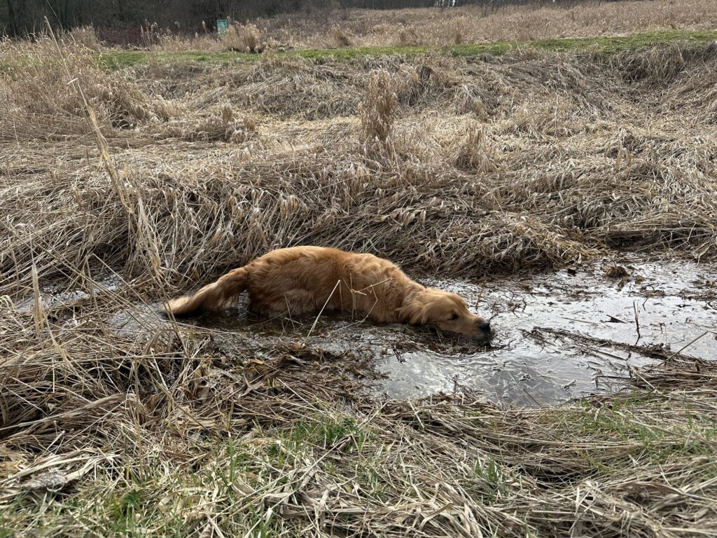 A good boy golden retriever is taking a mud bath in a puddle.