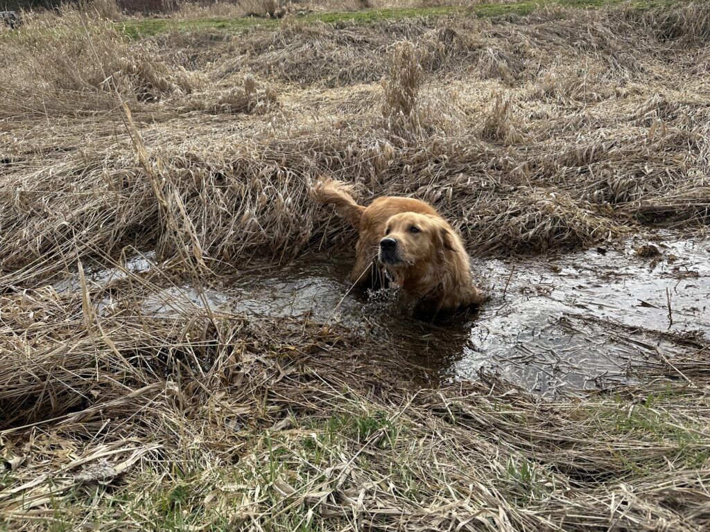 A good boy golden retriever is taking a mud bath in a puddle.