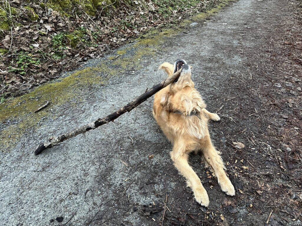 A good boy golden retriever chewing on a stick