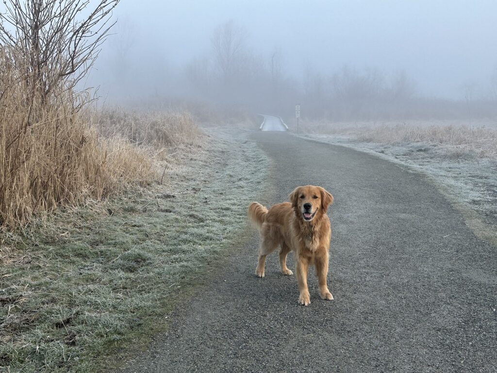 A good boy golden retriever standing in the fog in Deer Lake Park, BC