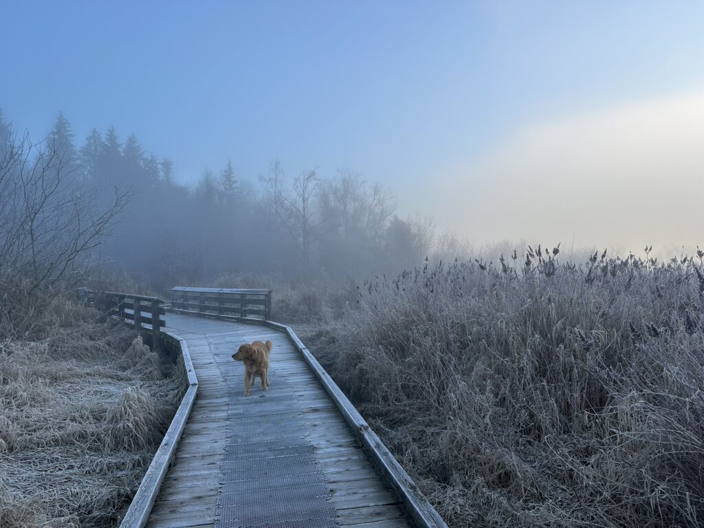 The good boy golden retriever is walking on the wooden path that goes above the wetlands of the Deer Lake