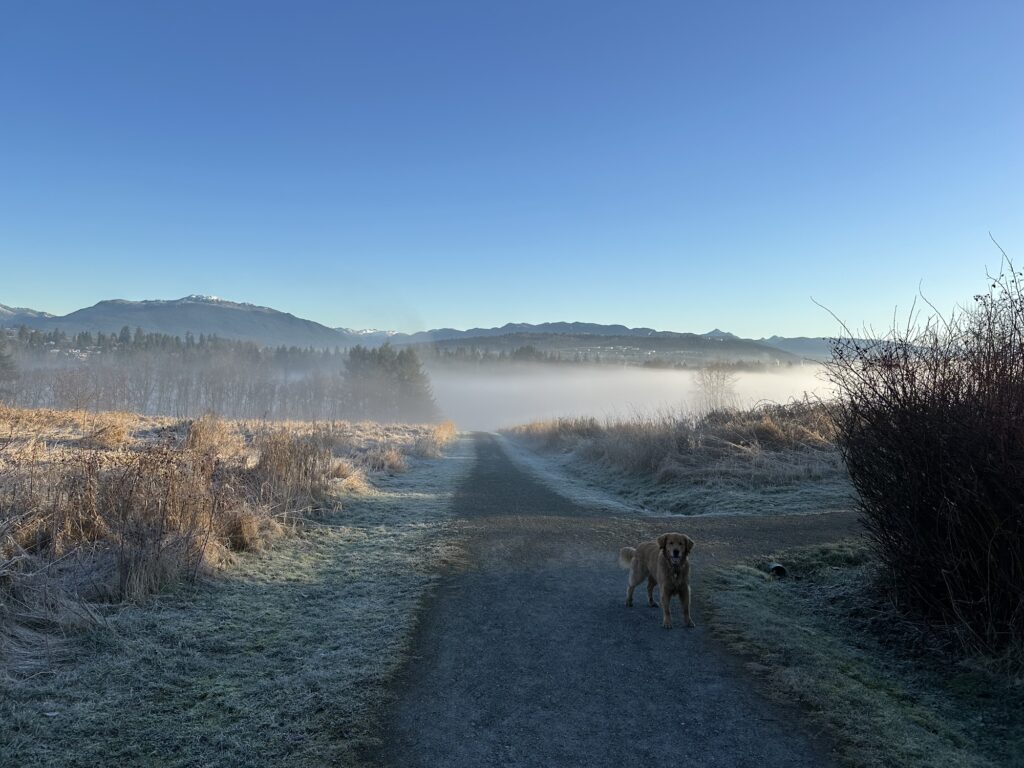 The good boy golden retriever is on the upper trails, overlooking the foggy valley below and the north shore mountains in the background 