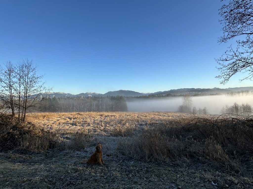 The good boy golden retriever is on the upper trails, overlooking the foggy valley below and the north shore mountains in the background 