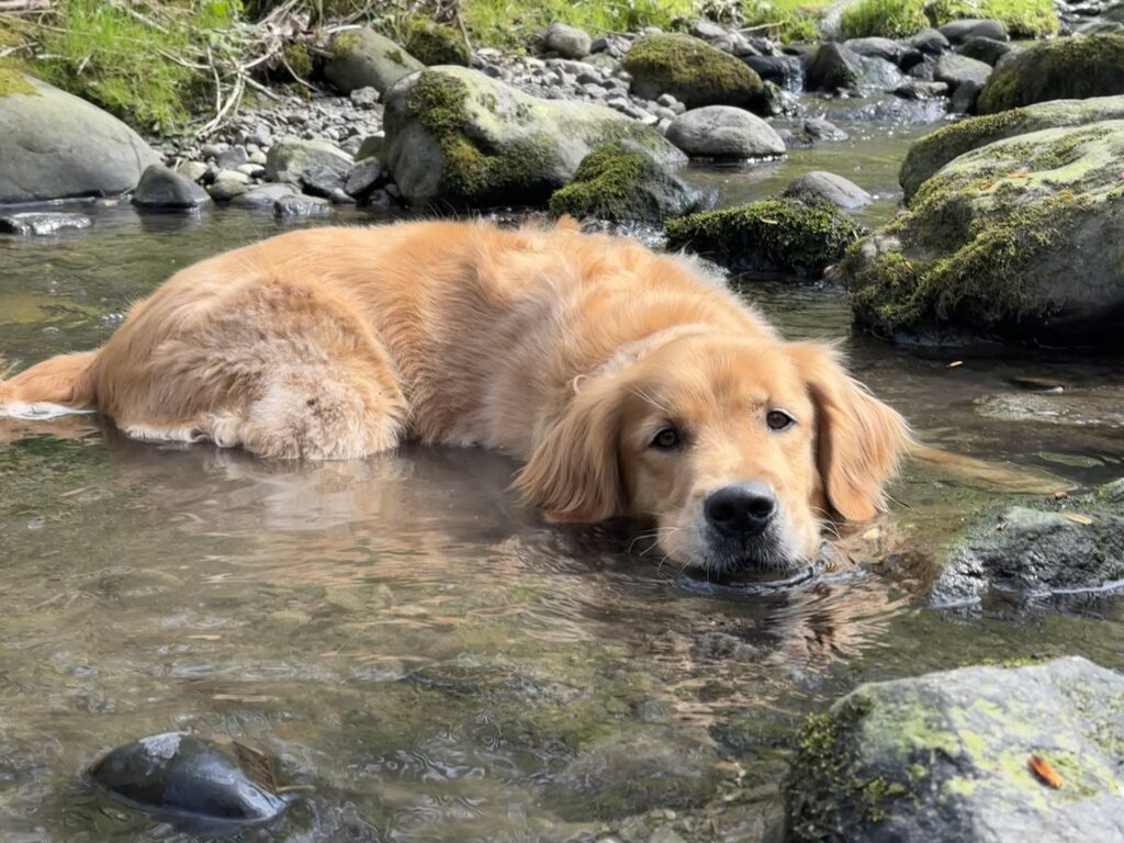A good boy golden retriever cooling down in a stream