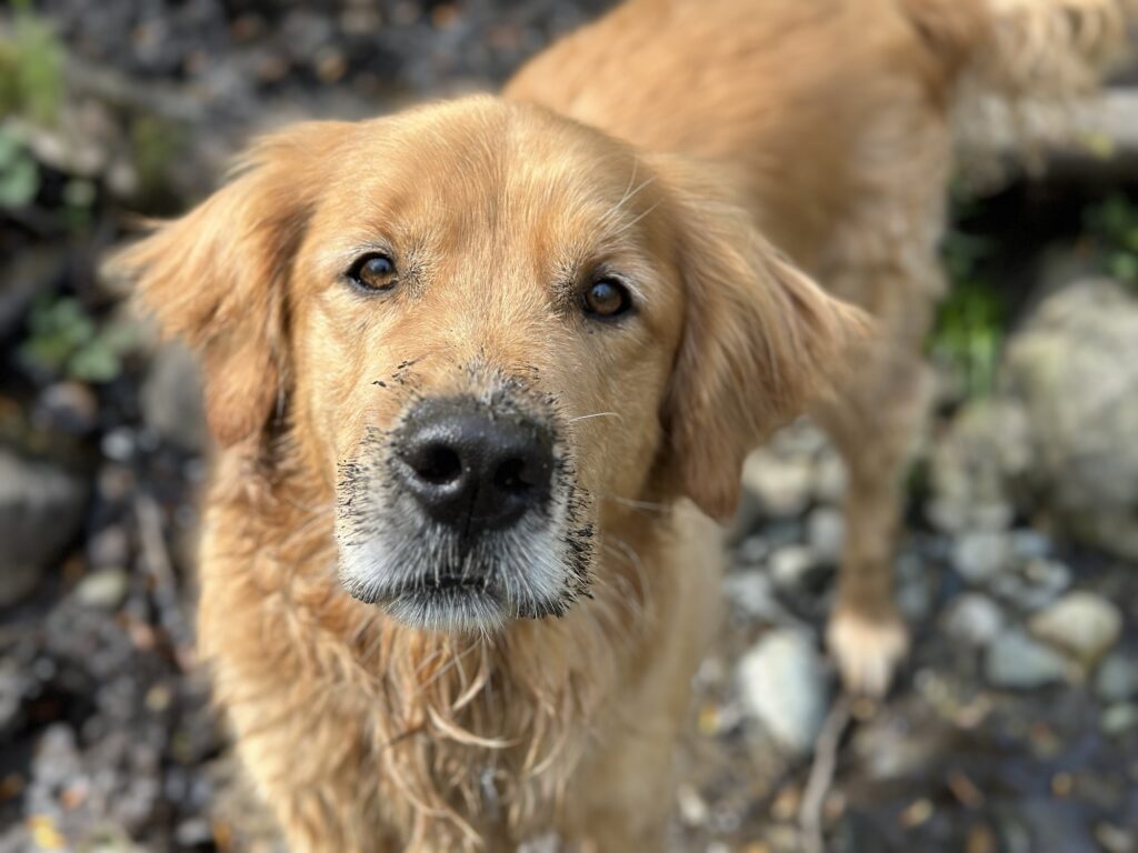 A good boy golden retriever with some dirt on his nose