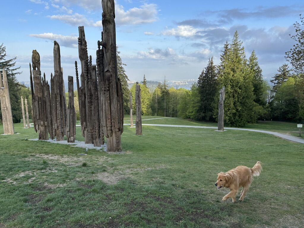 A good boy golden retriever runs past some totems