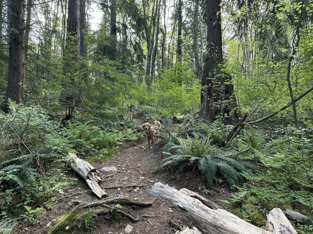 A good boy golden retriever waits on a forest trail, past a fallen tree.