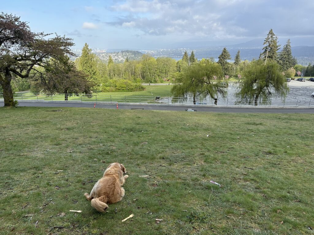 A good boy golden retriever lying on the grass, chewing on a stick, with a view on the far-away downtown Vancouver, north shore mountains, and a little bit of the bay.