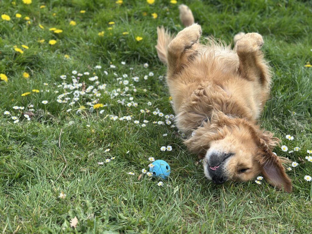 A silly boy golden retriever rolling around on his ball on the grass