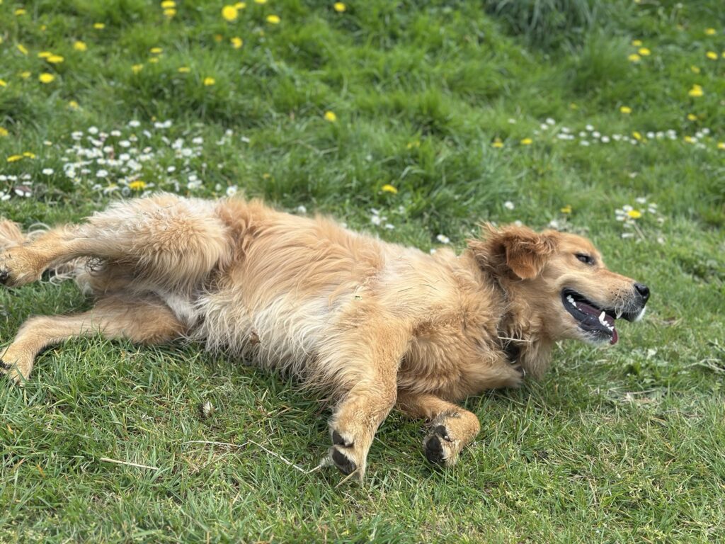 A silly boy golden retriever rolling around on his ball on the grass