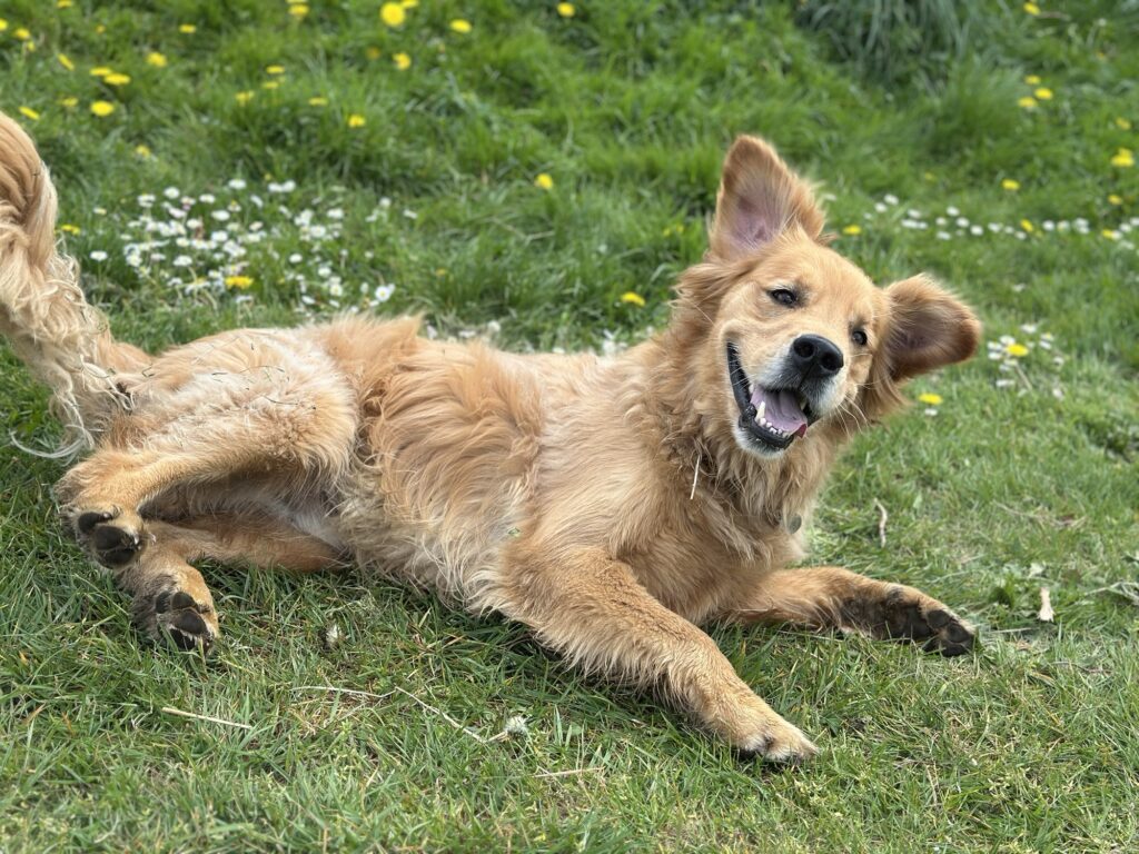 A silly boy golden retriever rolling around on his ball on the grass