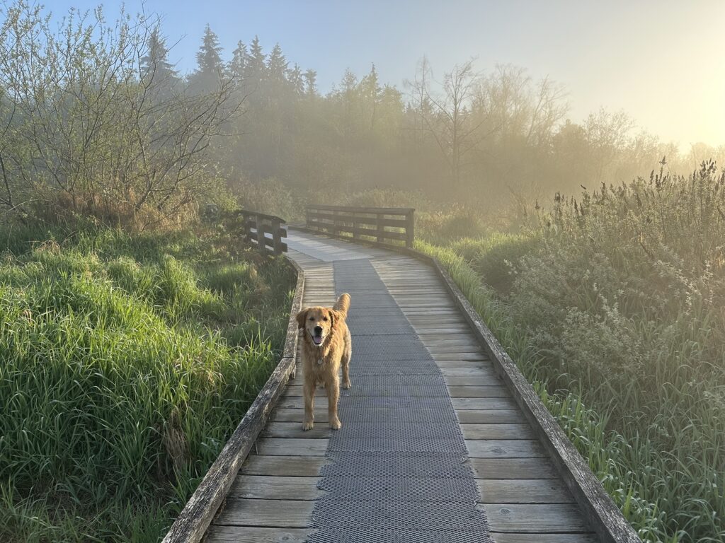 A good boy golden retriever on a boardwalk in the middle of the wetlands of Deer Lake Park, BC. There's a bit of morning fog, and the sunrise off picture on the right brings a warm glow