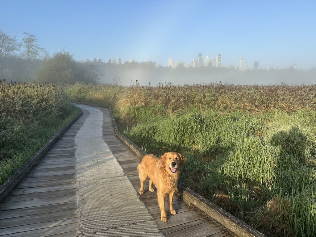 A good boy golden retriever on a boardwalk in the middle of the wetlands of Deer Lake Park, BC. In the distance, on top of the hill, we can see the tall buildings of the Metrotown area.