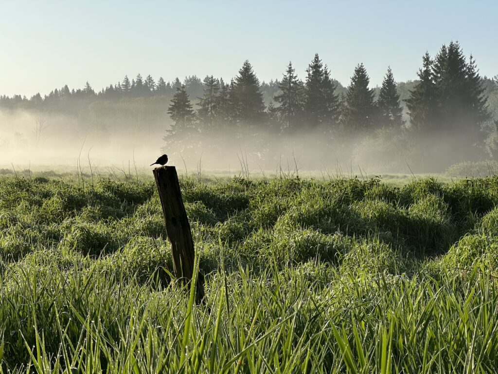 A little bird is silhouetted, standing on a cut tree, in the middle of Deer Lake Park, BC.