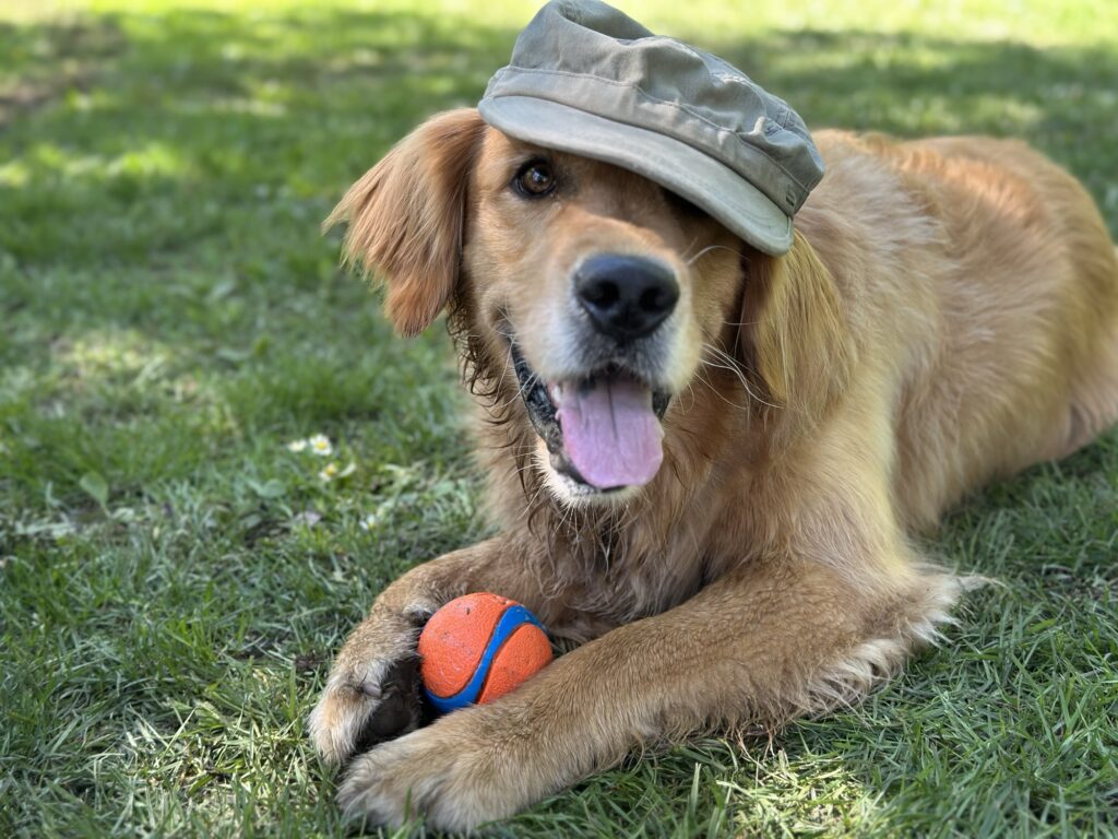 A good boy golden retriever with a military-looking pale green cap on his head.
