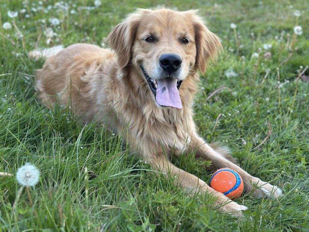 A good boy golden retriever pants happily in the grass with his ball in front of him