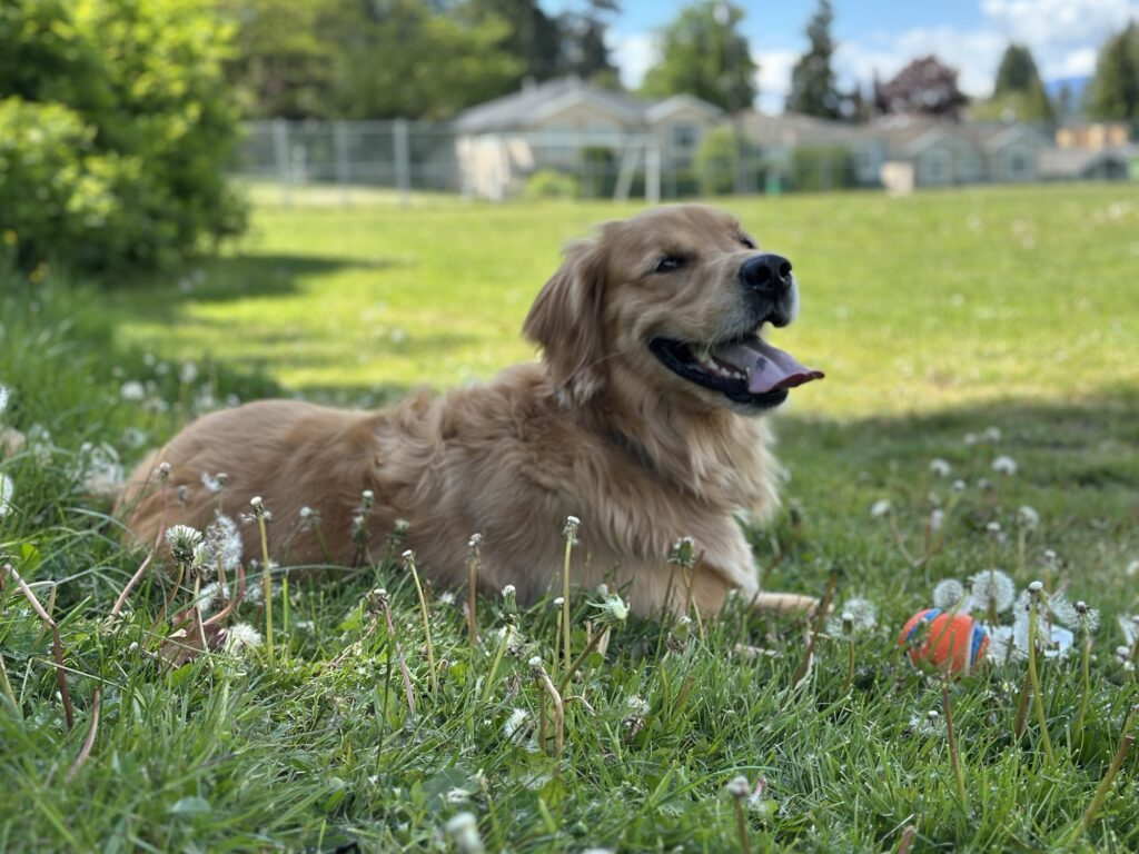 A good boy golden retriever pants happily in the grass with his ball in front of him