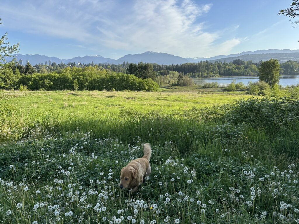 A good boy golden retriever walks among some tall grass at the top of the hill overlooking the lake and mountains in the distance in Deer Lake Park, BC