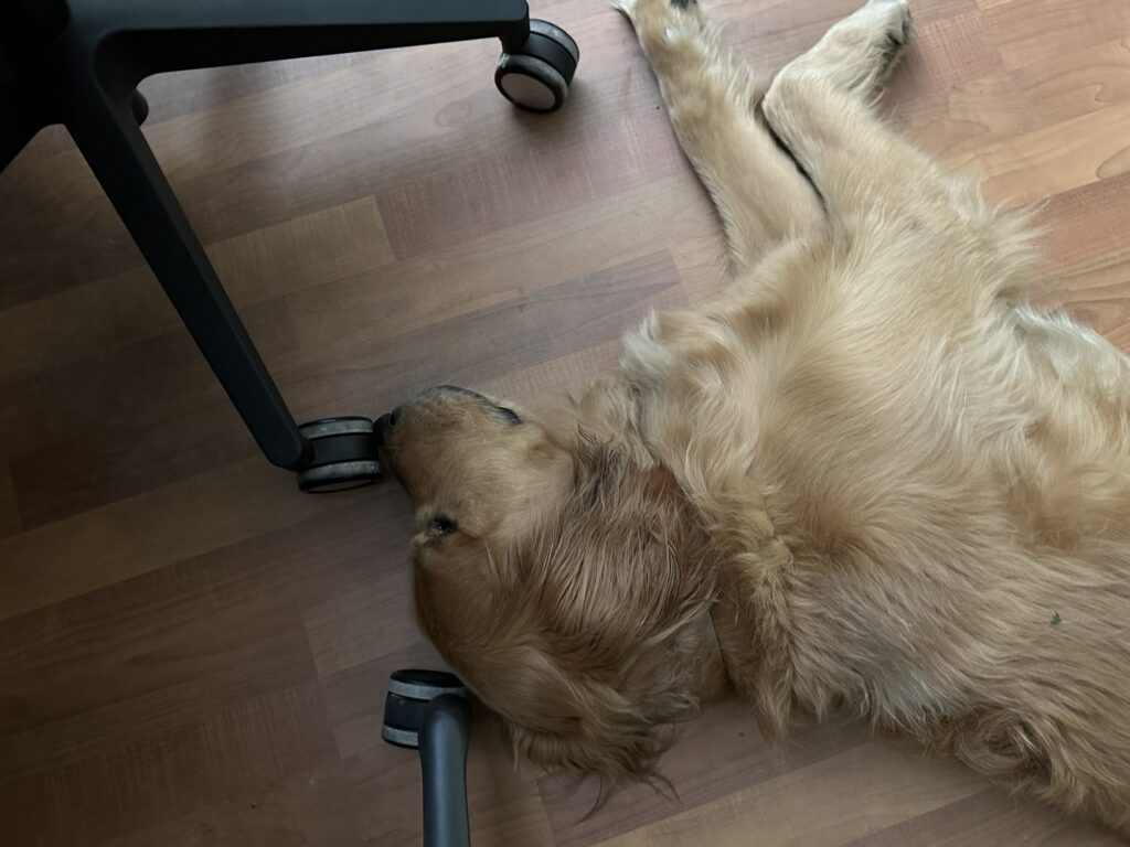 A good boy golden retriever sleeping on the floor, with its head against the wheels of two office chairs... one of which I'm sitting on.