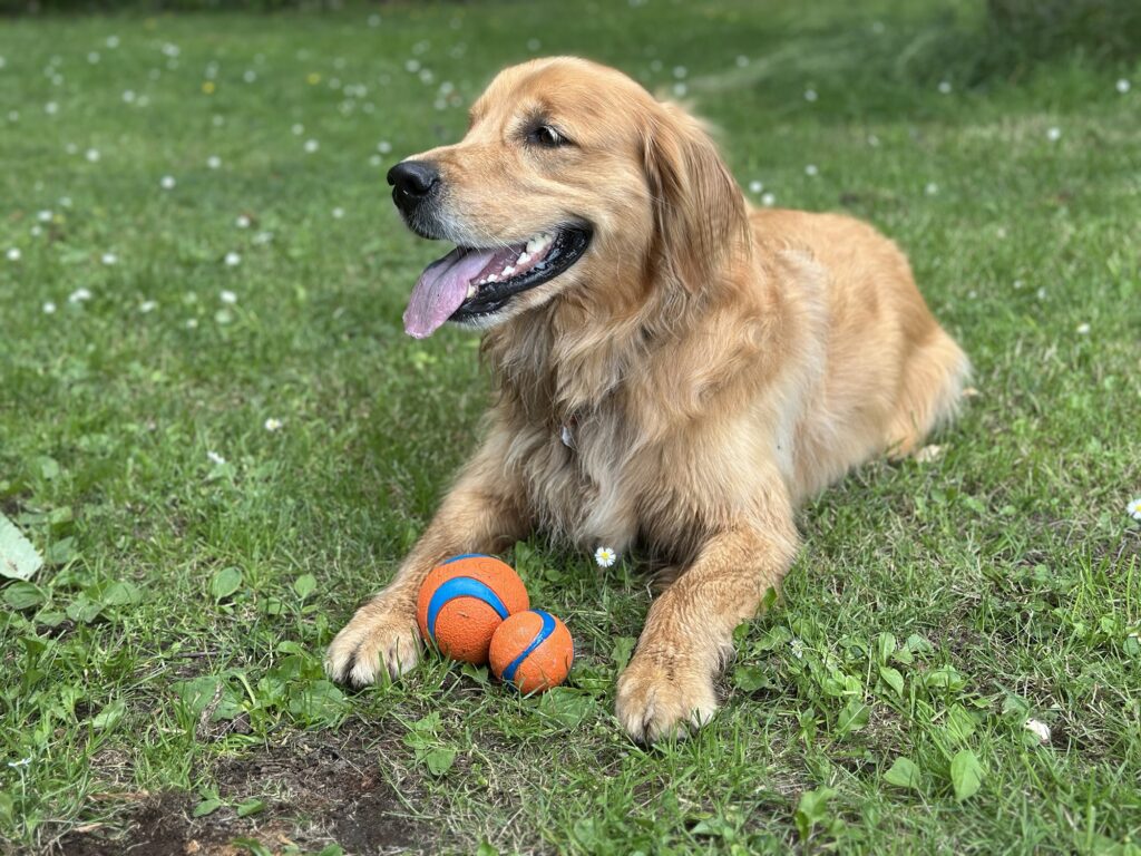 A good boy golden retriever with TWO balls