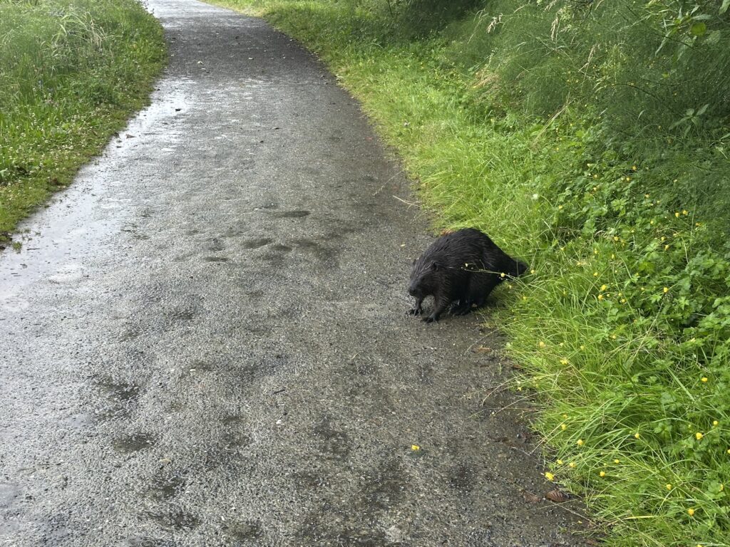 A big-ass, angry beaver. This guy was twice as big as a cat, and ready to fuck us up if we came too close.